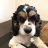 少しずつ慣れていくね、ゆっくり見守ってホルちゃん サムネイル2