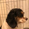 少しずつ慣れていくね、ゆっくり見守ってホルちゃん サムネイル5