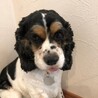 少しずつ慣れていくね、ゆっくり見守ってホルちゃん サムネイル6