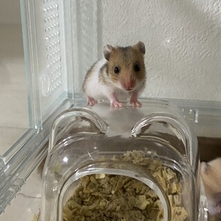 ハムスター 里親募集