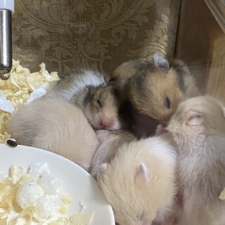 ハムスター 里親募集 7/26生