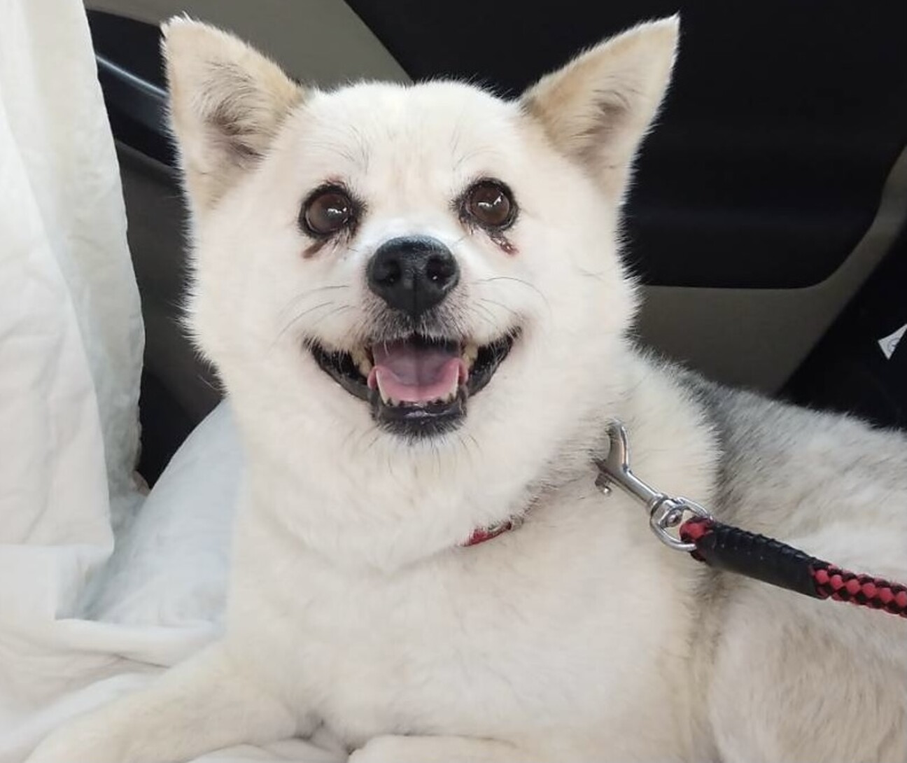 天使のように可愛い メイちゃん 岡山県 犬の里親募集 3771 ペットのおうち 月間利用者150万人 天使のように可愛い メイちゃん 岡山県 犬の里親募集 3771 ペットのおうち 月間利用者150万人