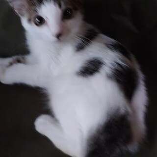 かわいいシロクロ美猫ちゃん