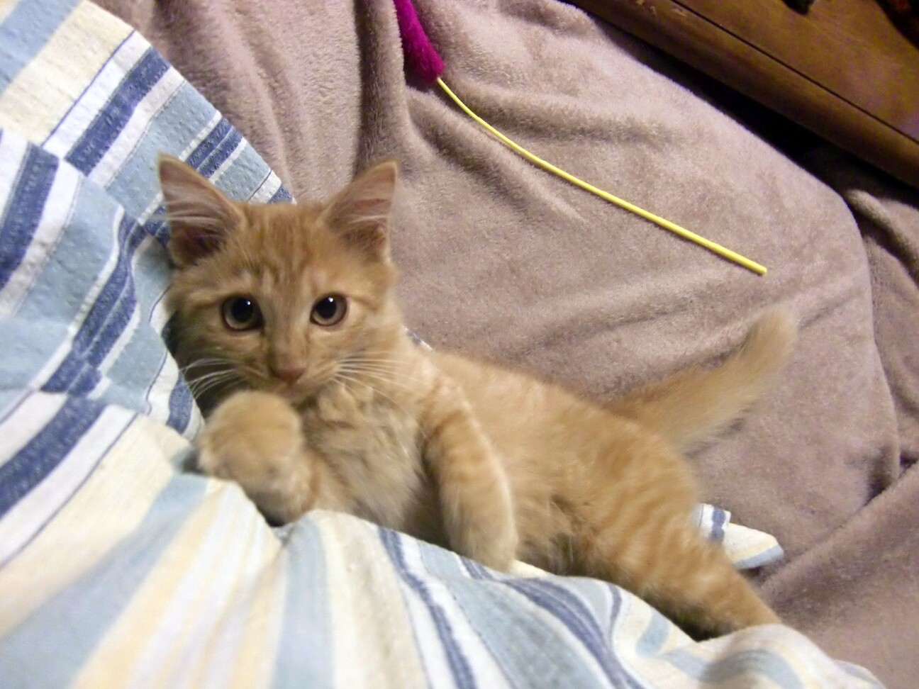 ふんばり親子猫 茶トラ 野良で生まれた茶トラの子猫 穏やかに成長、ボス争いの仲裁役に