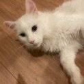ツンデレなメイクーン♀