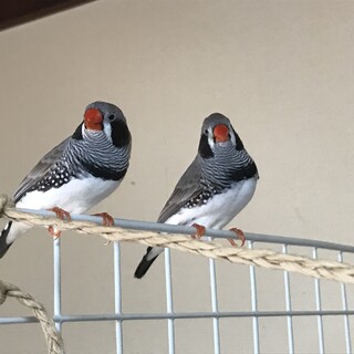 キンカチョウ親子3羽