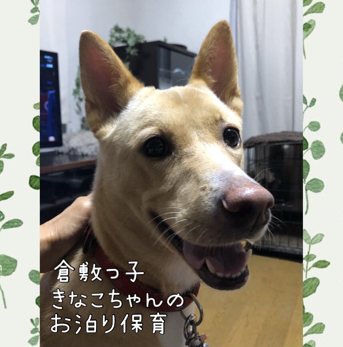 倉敷っ子きなこちゃんのお 繋 倉敷市保健所犬ボランティア のペットログ ペットのおうち 月間利用者150万人