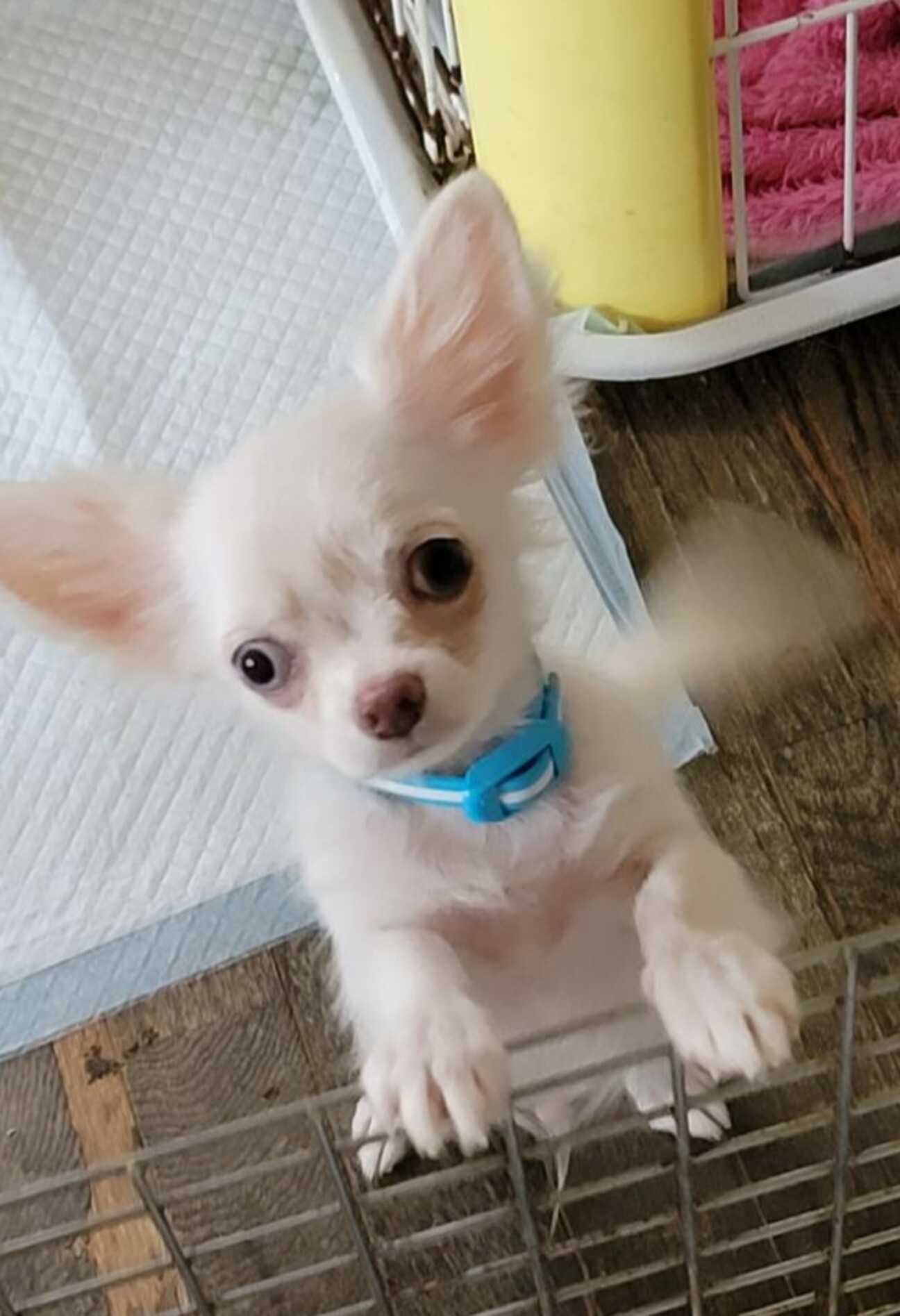 チワワのお豆腐くん♂4ヶ月」大阪府 - 犬の里親募集(373210