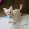 チワワのお豆腐くん♂４ヶ月 サムネイル2