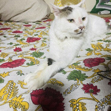 の写真
