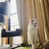 鼻のところ怪我してハゲちゃいました。早く治りますように、、、