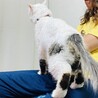 脚の後ろ側が黒いです。