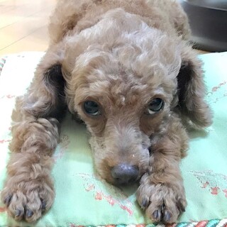 人のお膝が大好き、甘えん坊の女の子ラン