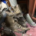 仔猫4週目　1匹　1歳半4匹