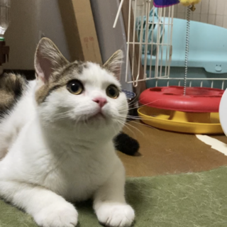 《里親サマ決まりました》マンチカン✩°｡⋆輝くん