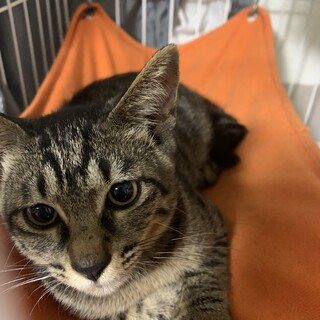 至急！急募！カギしっぽのキジトラちゃん