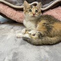 【小平市】お転婆な三毛猫ポテトちゃん