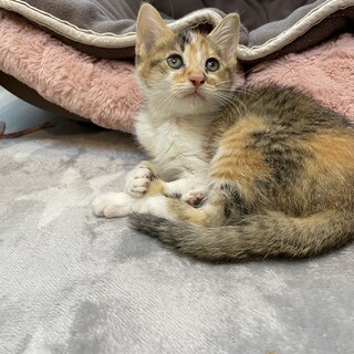 【小平市】お転婆な三毛猫ポテトちゃん