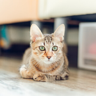 まったり暴れん坊『おかか』