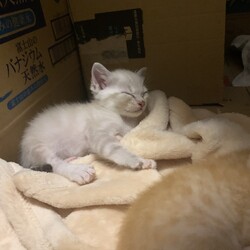 「だだちゃんご紹介♡」サムネイル2