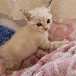 「だだちゃんご紹介♡」サムネイル3