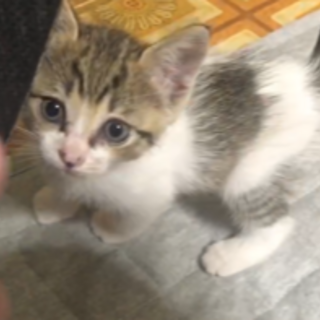 床下からレスキューした　ゆかちゃん