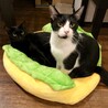 マシュマロボディの黒猫『ちょこら』 サムネイル3