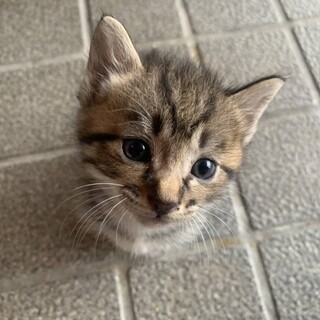 かわいい1ヶ月の子猫5兄妹【代理投稿】