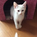 家族が見つかりました