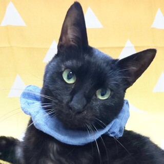 黒ちゃん、甘えん坊です！