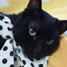 黒ちゃん、甘えん坊です！ サムネイル4