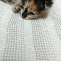 生後二週間くらいの三毛猫