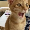 の写真
