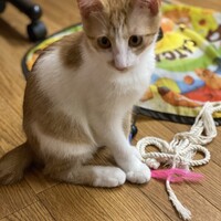 むぎ