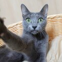 ロシアンブルーのウィリーちゃん