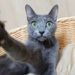 ロシアンブルーのウィリーちゃん