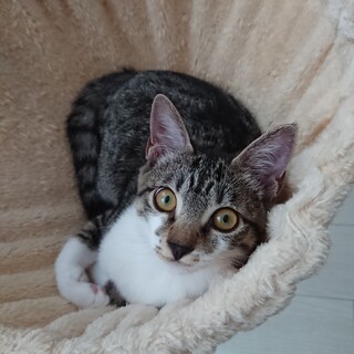 甘えん坊なソックスちゃん❤️