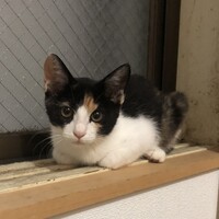 4姉妹の三毛ちゃん