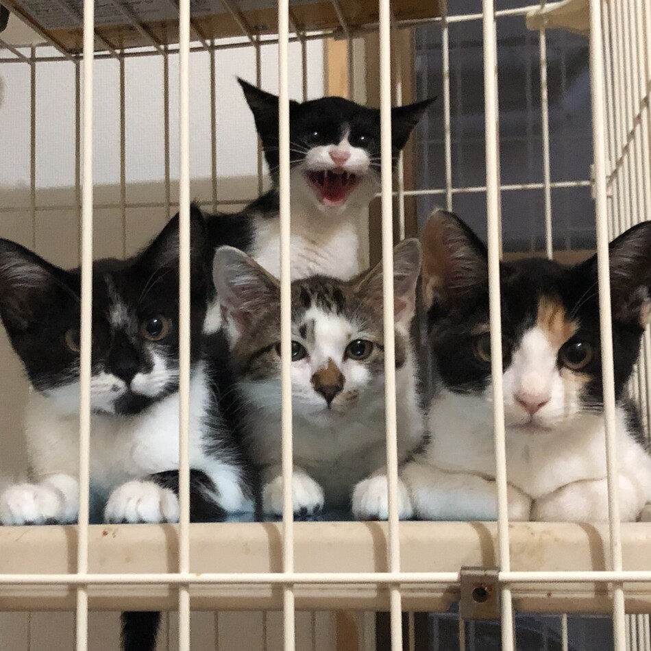 4姉妹の三毛ちゃんのカバー写真