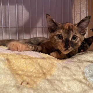 ビオラちゃん(女の子）