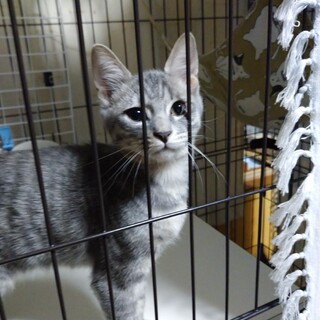 ５月生まれの仔猫☆サバトラ柄　圭ケイちゃん