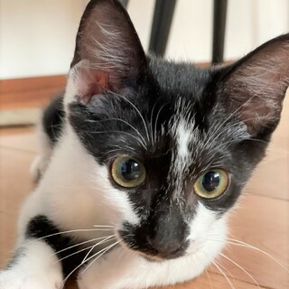 子猫のオセロくん　わんちゃん同居可