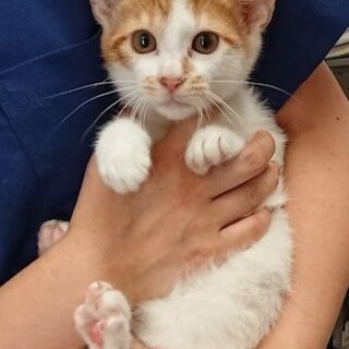 生後３ヶ月半兄弟元気な２匹男の子