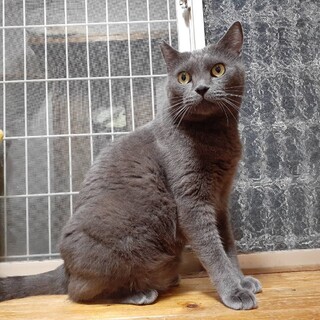 甘えん坊で可愛いグレーの男の子！