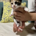 生後1ヶ月？くらいの三毛猫♀です