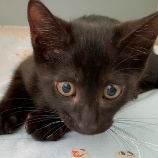 黒猫カヌレくん　ずっとのお家募集中です