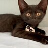 黒猫カヌレくん　ずっとのお家募集中です サムネイル2