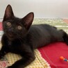 黒猫カヌレくん　ずっとのお家募集中です サムネイル3