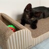 黒猫カヌレくん　ずっとのお家募集中です サムネイル4