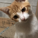 少し人慣れしてきました。ナツです。